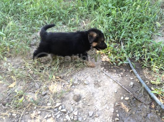 İs Deyisimi Sebebiyle Annesiyle Birlikte Verilir İzmir K9 görsel