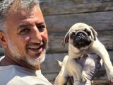 Mükemmel  Kalite Pug Moğs  Yavruları Burkemden