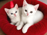 Britişh Shorthair Beylikdüzü İstanbul