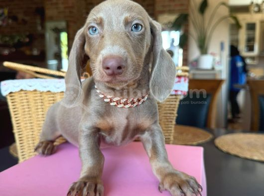 Dachshund yavrularımız