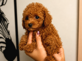 Toy Poodle Red Erkek Dişi Yavrular Sağlıklı Aşılı 3 Aylık