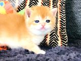 A Kali̇te Bri̇thi̇ş Şhorthai̇r Golden Yavrular