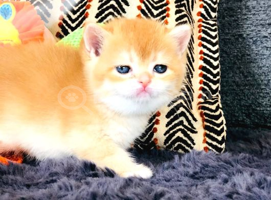 A Kali̇te Bri̇thi̇ş Şhorthai̇r Golden Yavrular görsel