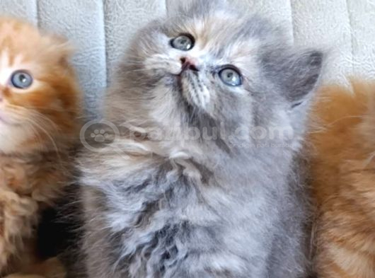 Safkan A kalite pofuduk bebekler