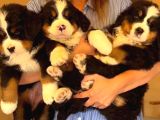 Egi̇ti̇mli̇ Bernese Yavrular
