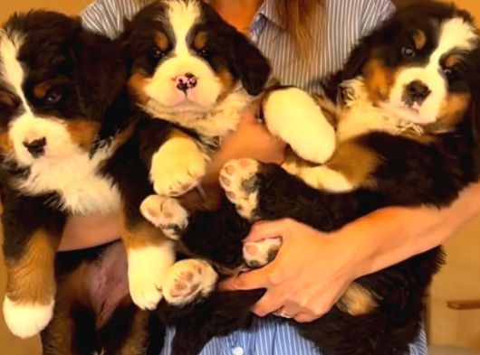 Egi̇ti̇mli̇ Bernese Yavrular görsel