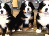 Egi̇ti̇mli̇ Bernese Yavrular