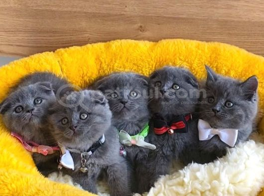 Ayı Suratlı Blue Scotısh Fold Bebeklerim görsel