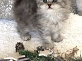 Silver T Longhair Dişi