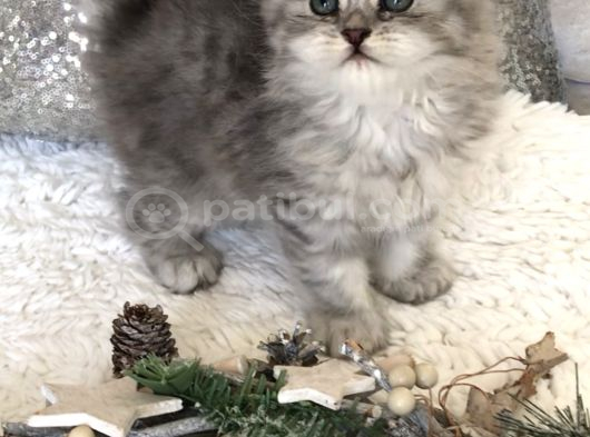 Silver T Longhair Dişi görsel
