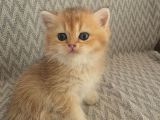 Wcf Sertifikalı Anne Babadan British Shorthair Yavrular