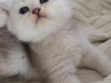 Wcf Sertifikalı Anne Babadan British Shorthair Yavrular