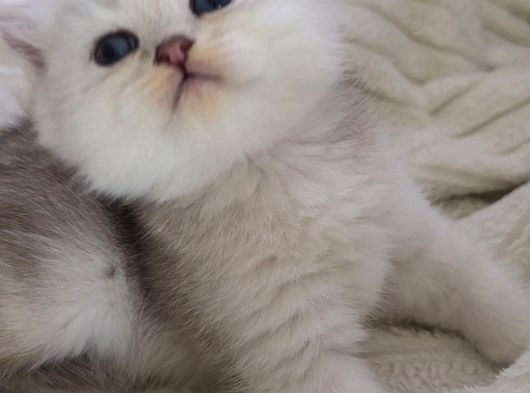 Wcf Sertifikalı Anne Babadan British Shorthair Yavrular görsel