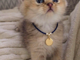 Wcf Sertifikalı Anne Babadan British Shorthair Yavrular