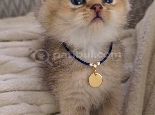 Wcf Sertifikalı Anne Babadan British Shorthair Yavrular görsel