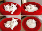 Britişh Shorthair Beylikdüzü İstanbul