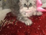Silver T Longhair Dişi
