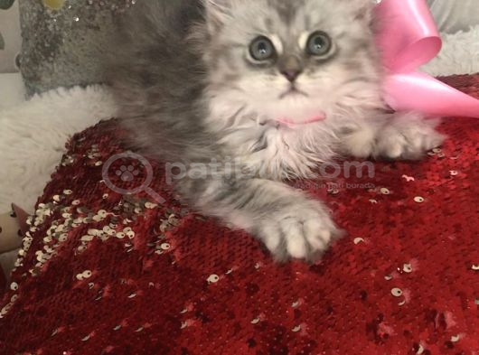 Silver T Longhair Dişi görsel