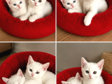 Britişh Shorthair Beylikdüzü İstanbul