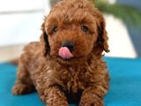 Safkan Toy Poodl Yavrularım