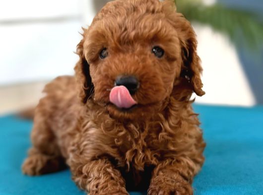 Safkan Toy Poodl Yavrularım görsel