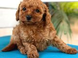 Safkan Toy Poodl Yavrularım