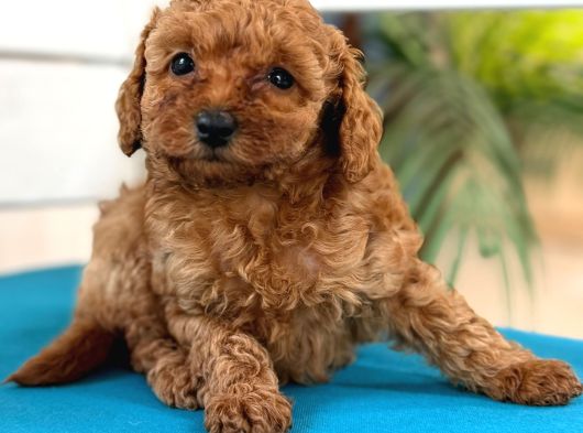 Safkan Toy Poodl Yavrularım görsel