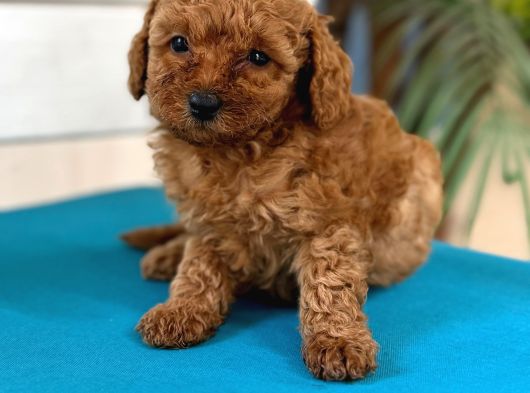 Safkan Toy Poodl Yavrularım görsel