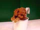 A Kalite Teacup Poodle Bebeklerimiz