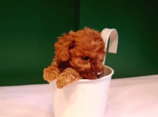 A Kalite Teacup Poodle Bebeklerimiz görsel