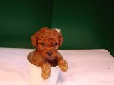 A Kalite Teacup Poodle Bebeklerimiz