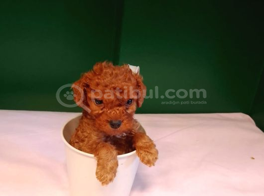 A Kalite Teacup Poodle Bebeklerimiz görsel