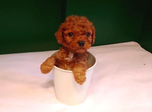 A Kalite Teacup Poodle Bebeklerimiz