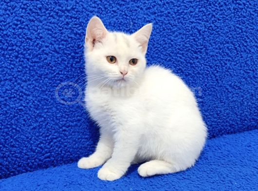 Bu Güzelli̇k Yeni̇ Sahi̇bi̇ni̇ Ariyor görsel