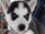 Husky Yavrularimiz Hazir