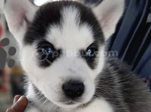 Husky Yavrularimiz Hazir görsel