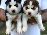 Husky Yavrularimiz Hazir