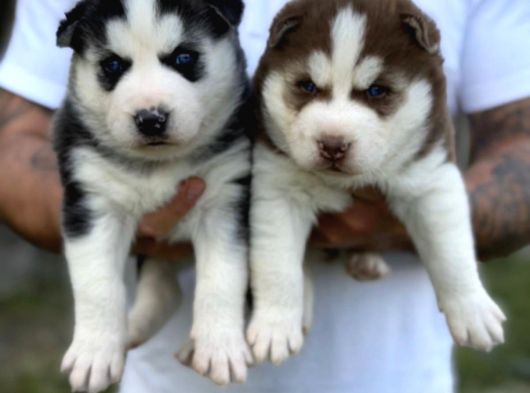 Husky Yavrularimiz Hazir