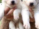 Husky Yavrularimiz Hazir