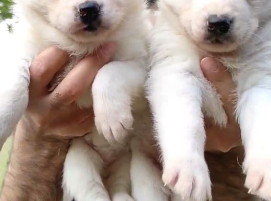 Husky Yavrularimiz Hazir görsel