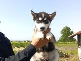Husky Yavrularimiz Hazir