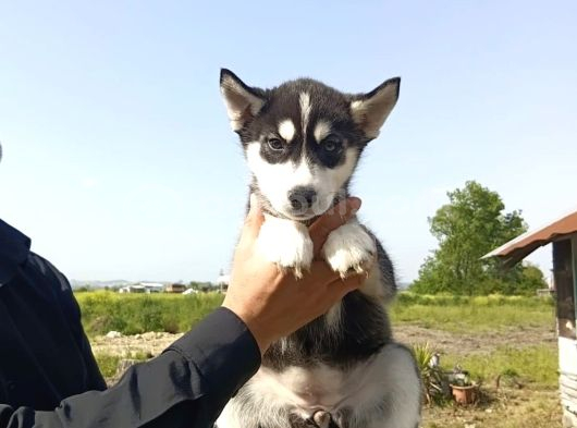 Husky Yavrularimiz Hazir görsel
