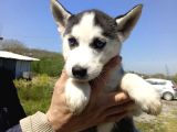 Husky Yavrularimiz Hazir