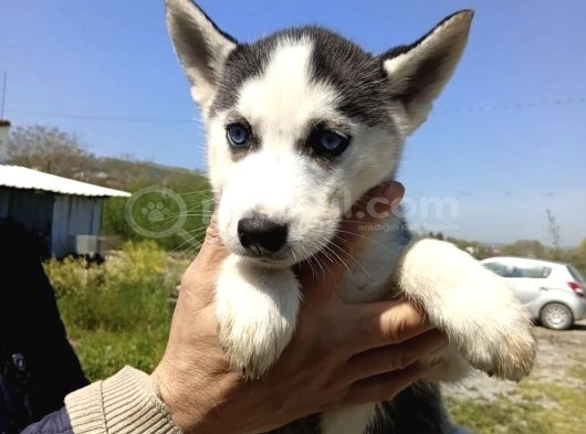 Husky Yavrularimiz Hazir görsel