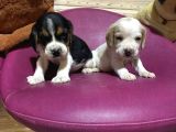 Beagle Safkan Yavrular Uzun Kulaklı