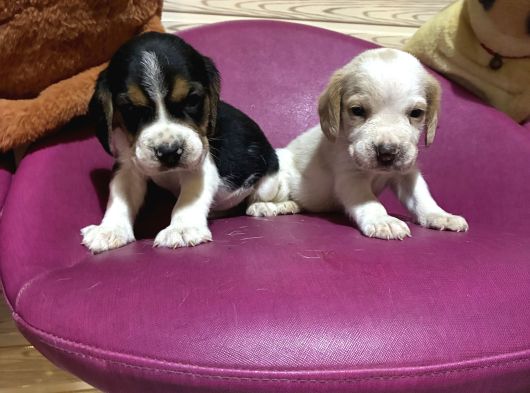 Beagle Safkan Yavrular Uzun Kulaklı görsel