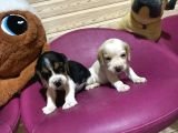 Beagle Safkan Yavrular Uzun Kulaklı