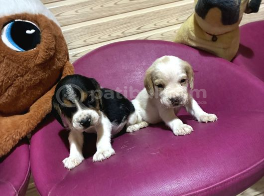Beagle Safkan Yavrular Uzun Kulaklı görsel