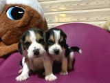 Beagle Safkan Yavrular Uzun Kulaklı