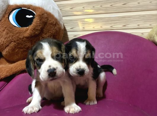 Beagle Safkan Yavrular Uzun Kulaklı görsel